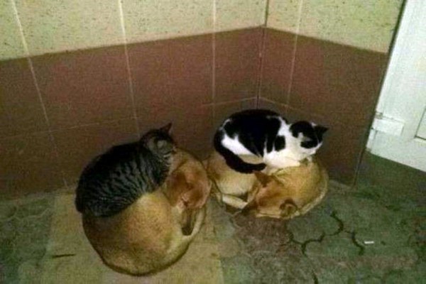 ����� �����