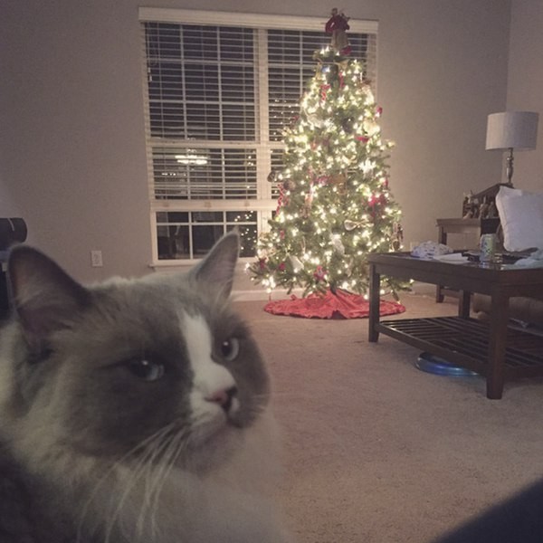 ����� �����