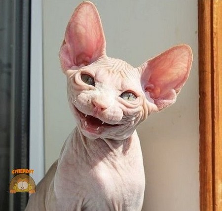 ����� �����