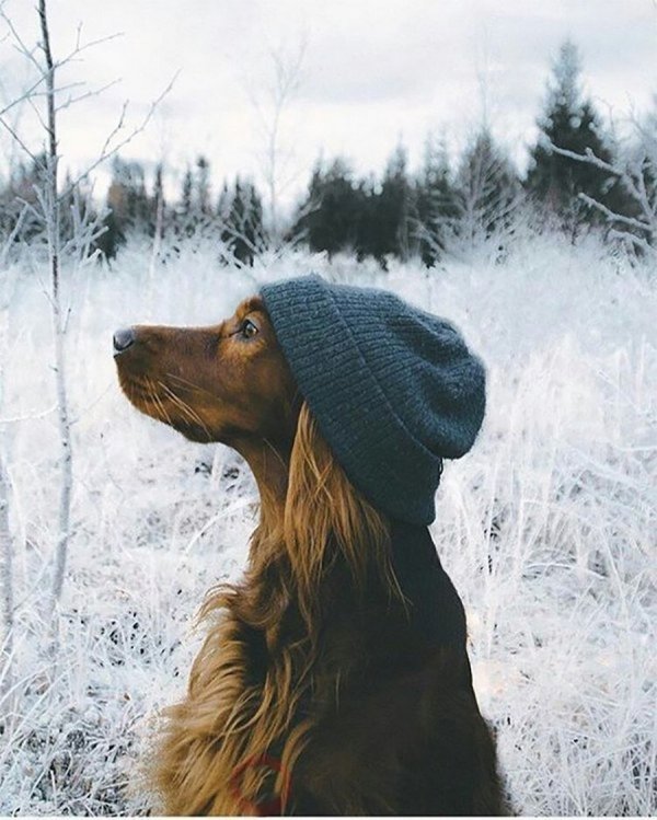 ���� ������