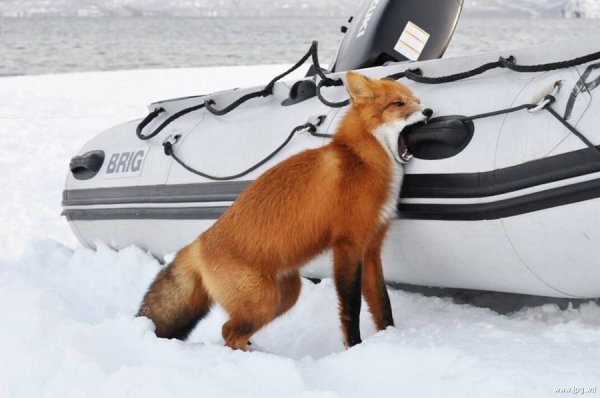 ���� ������