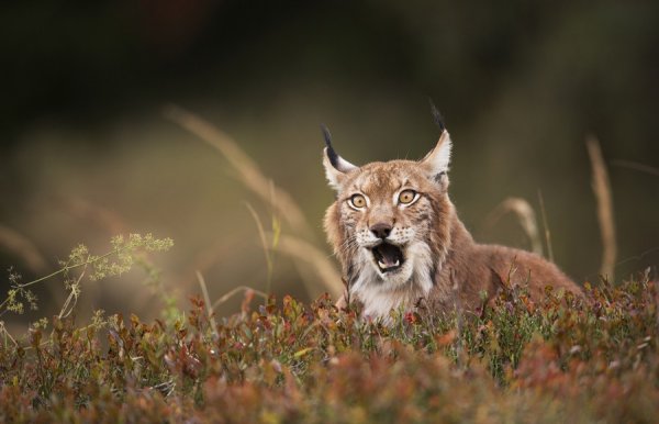 ����� �����