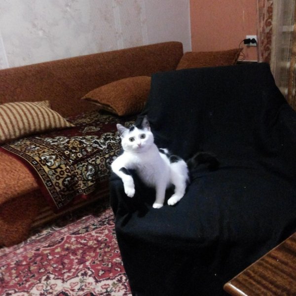 ����� �����