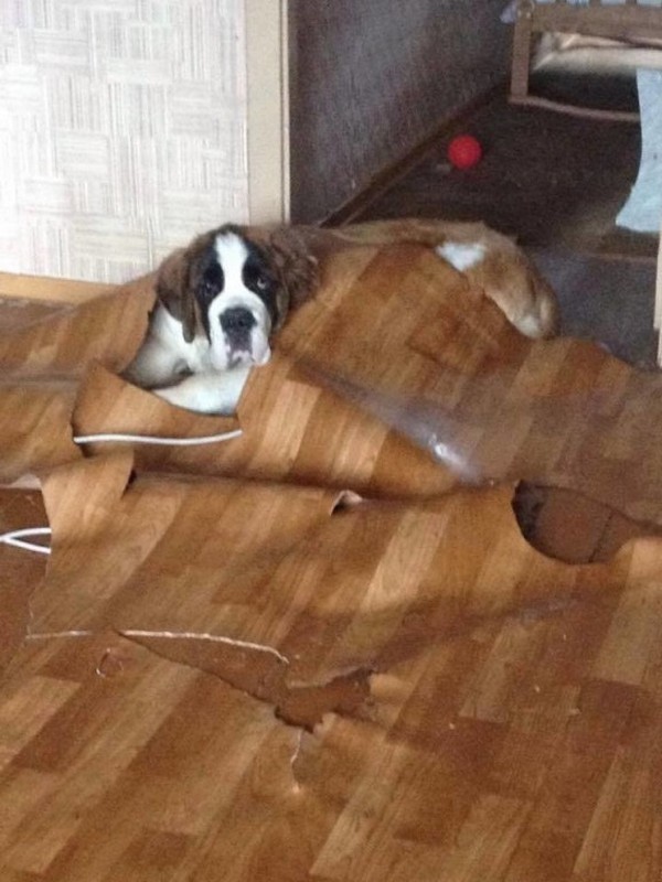 ��������