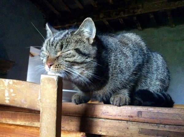 ������� ���