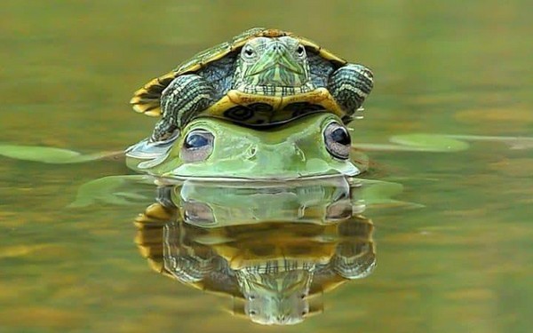 ������ �����