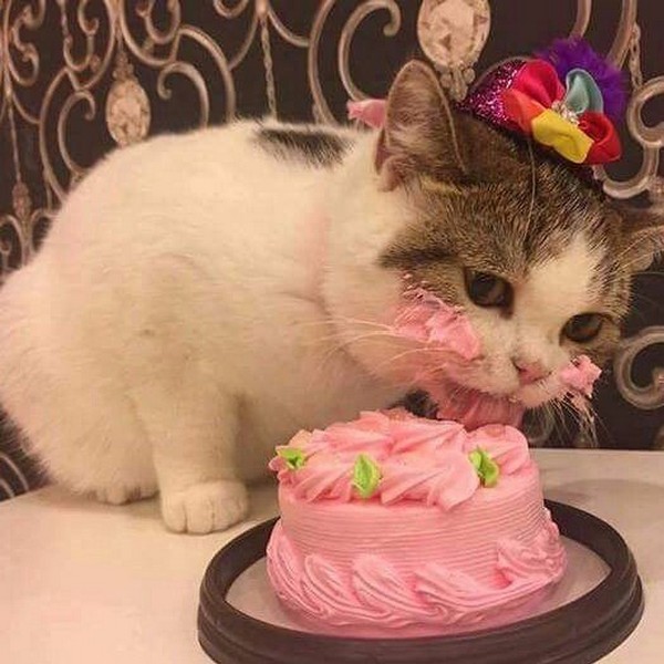 ������ �����