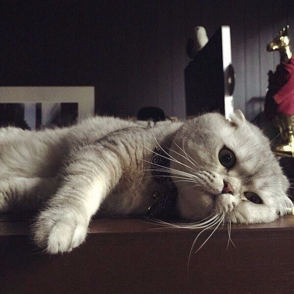 ������ �����