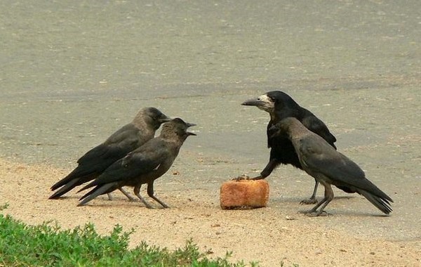 ����� ������