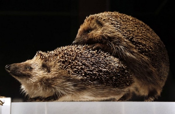 ����� ������