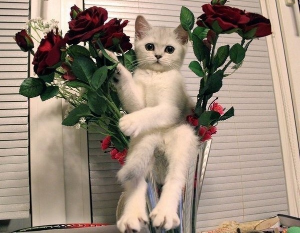 ����� ������