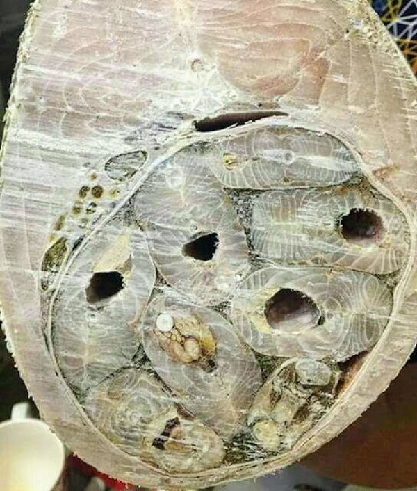 ����� ������