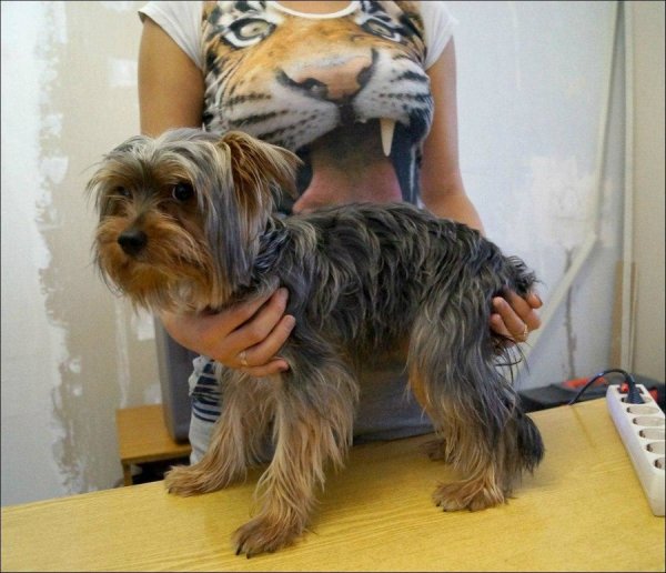 ������ �����