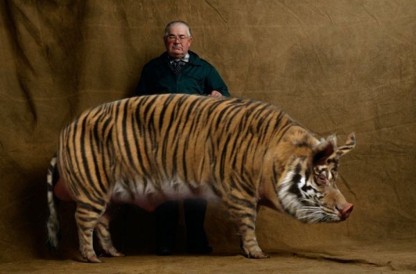 ������ �����