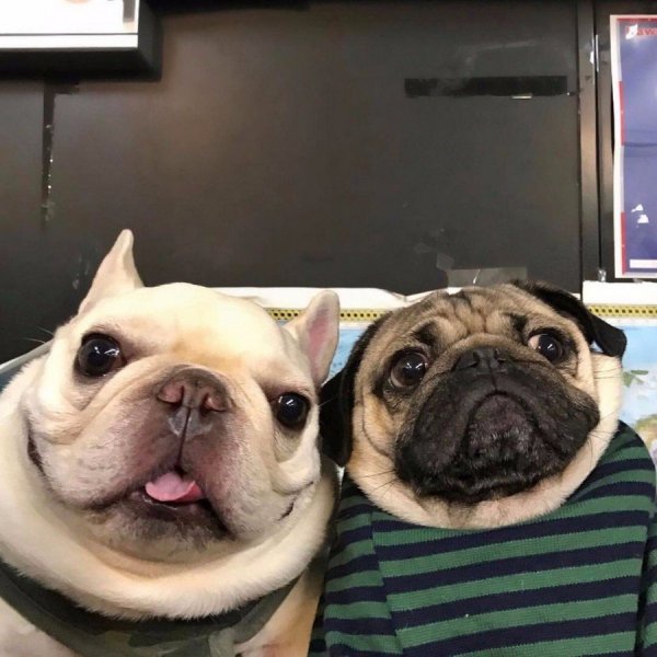 ������ �����