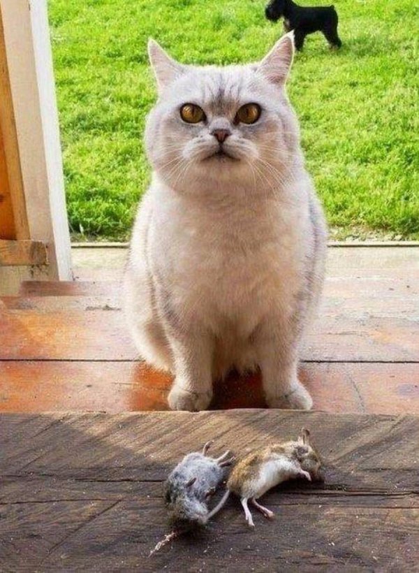 ������ �����