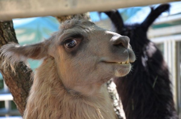 ���� ������!