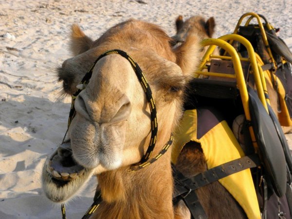 ���� ������!