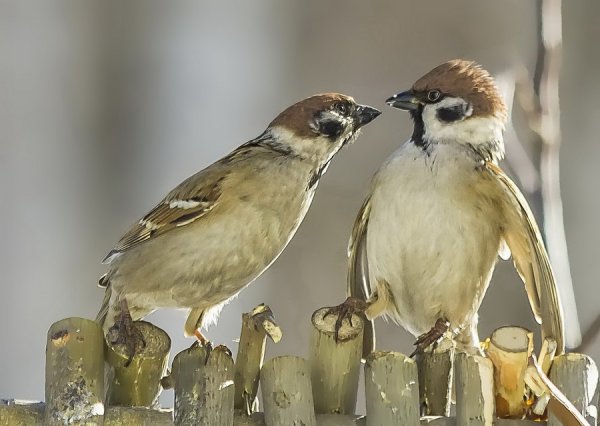 ����� ������