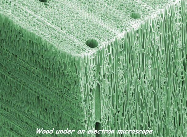 �������� �����