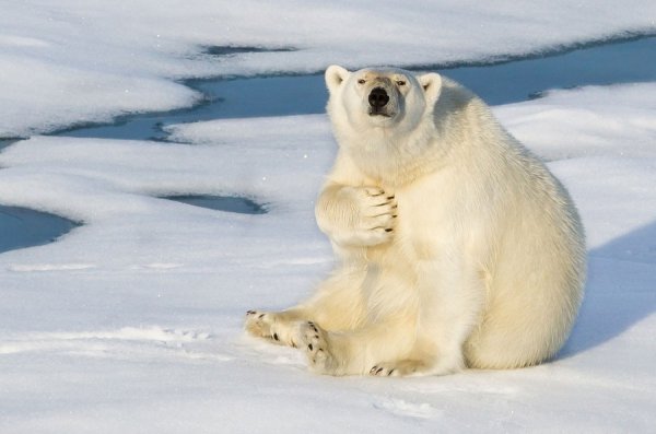 �������� ����