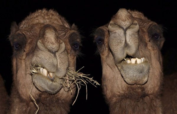 �������� ����