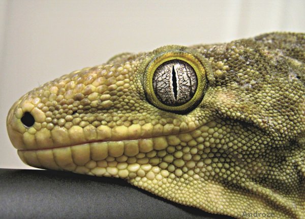 �������� ����