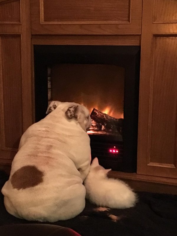 �������� ����