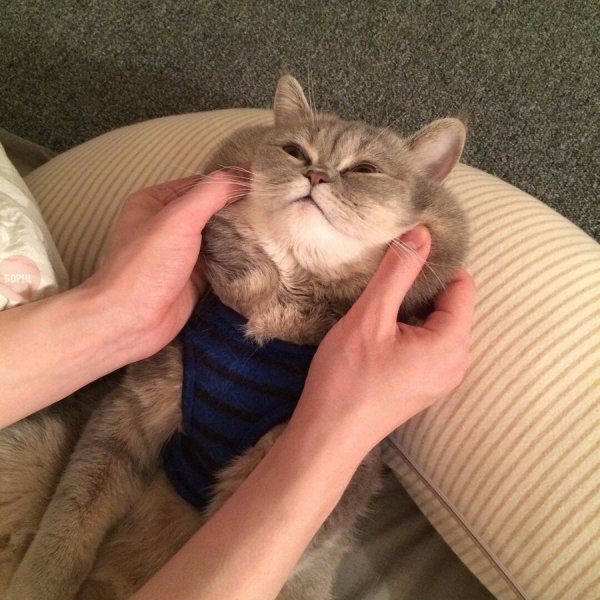 �������� ����