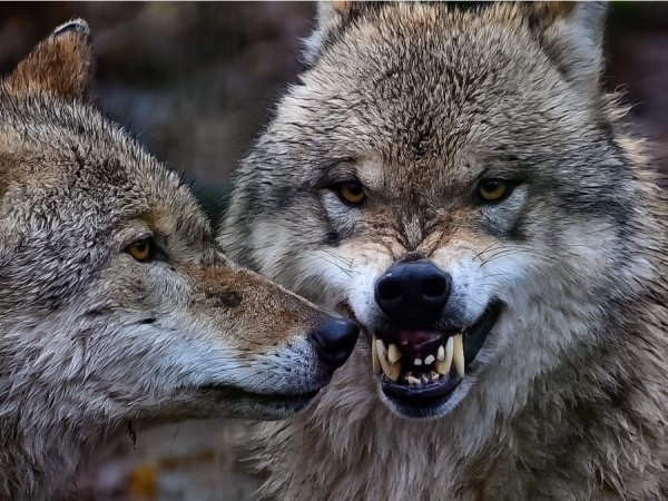 �������� ����