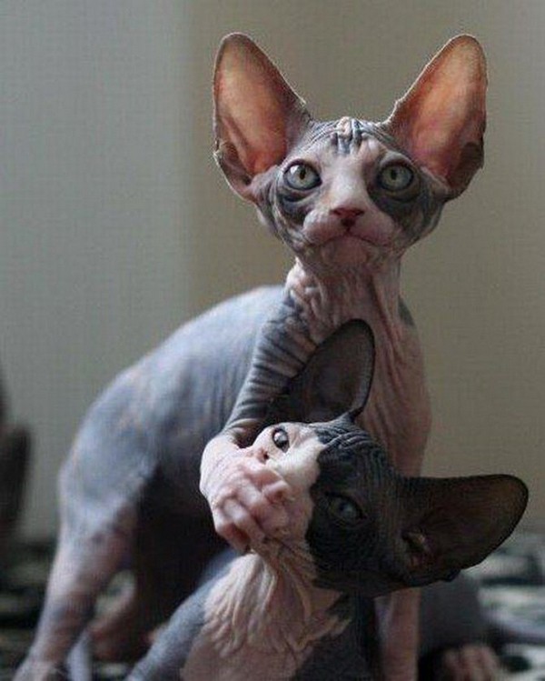 ����� �� �����������