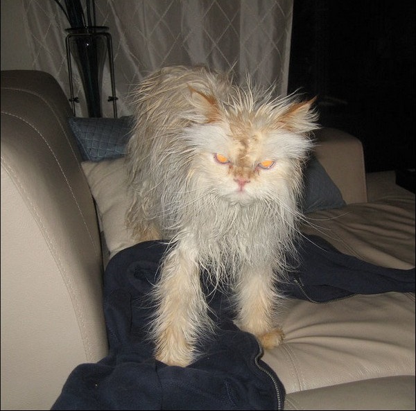 �������� ����