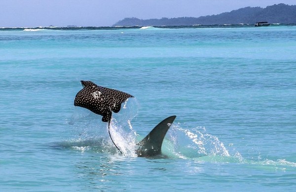 �������� ����