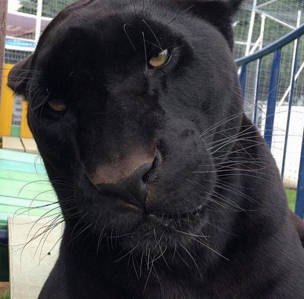 �������� ����