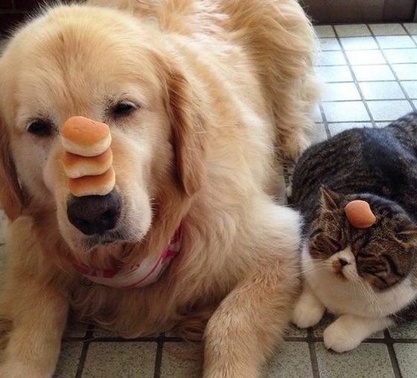 �������� ����