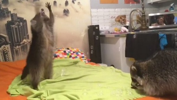 �������� ����