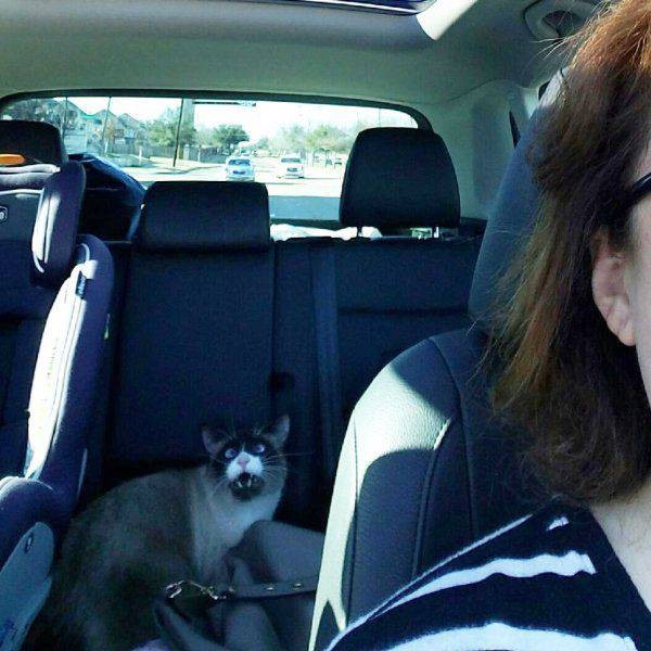 �������� ����