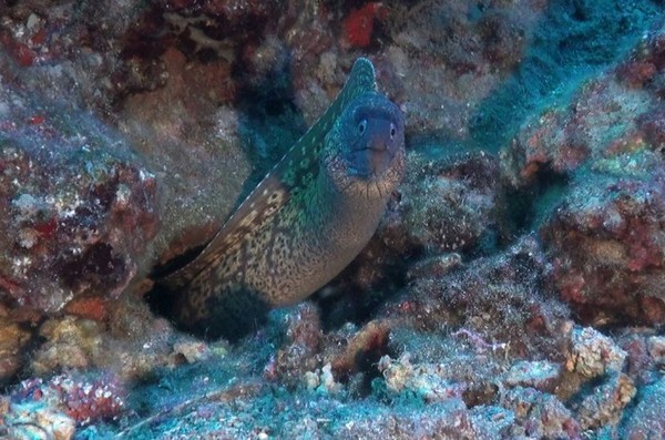 �������� ����