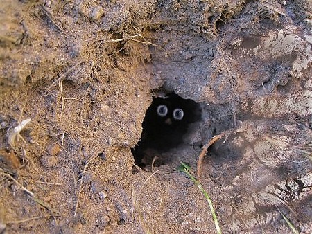 �������� ����