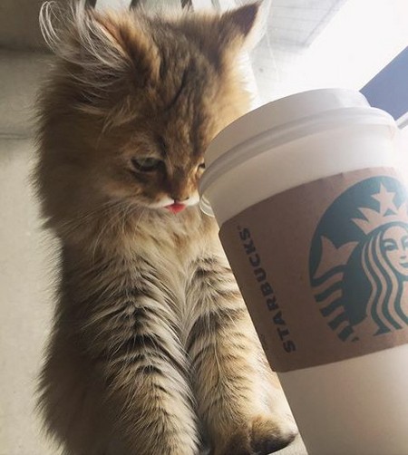 �������� ����