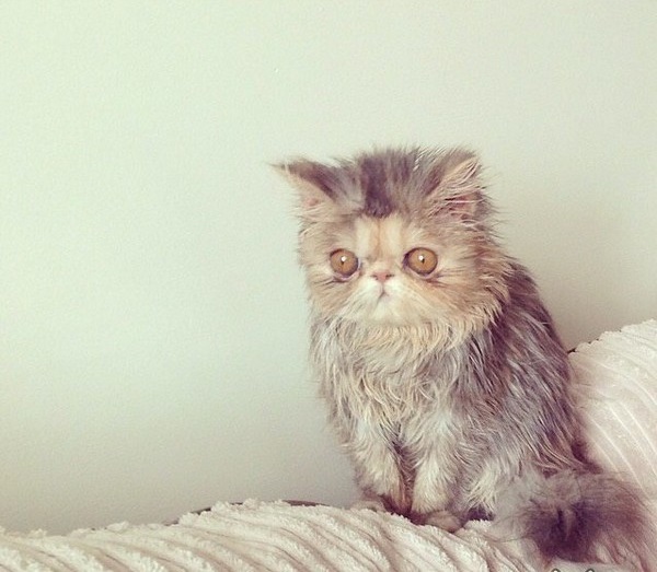 ������� ����