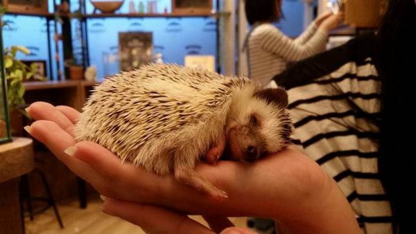 ������� ����