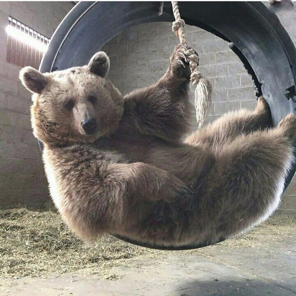 ������� ����