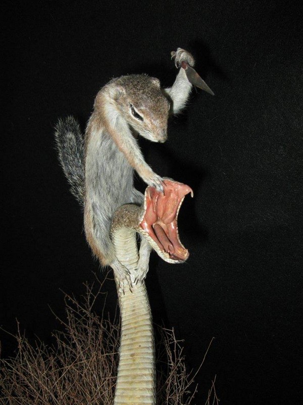 ������� ����