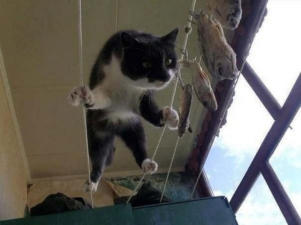 ������� ����