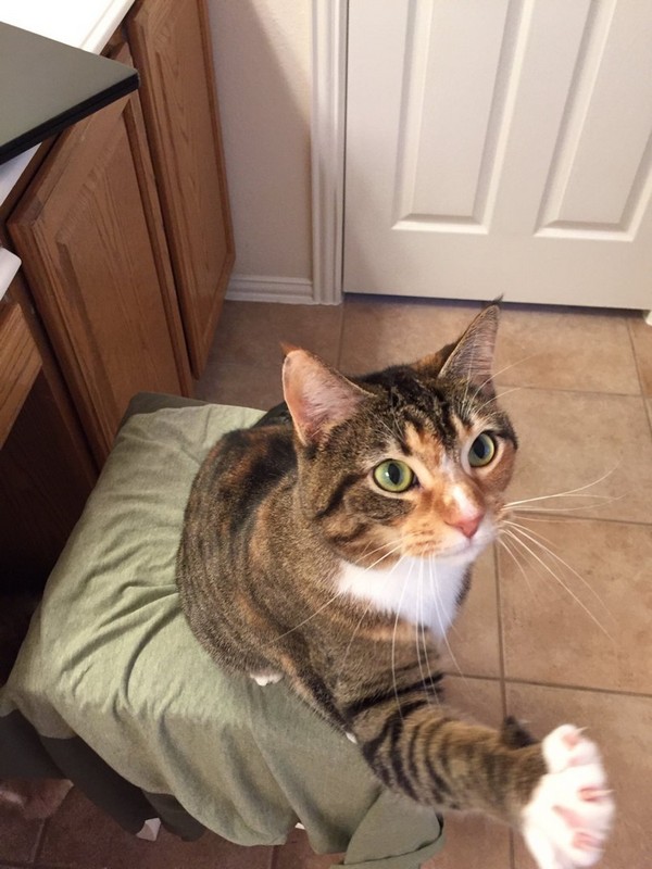 ��� ����� �����