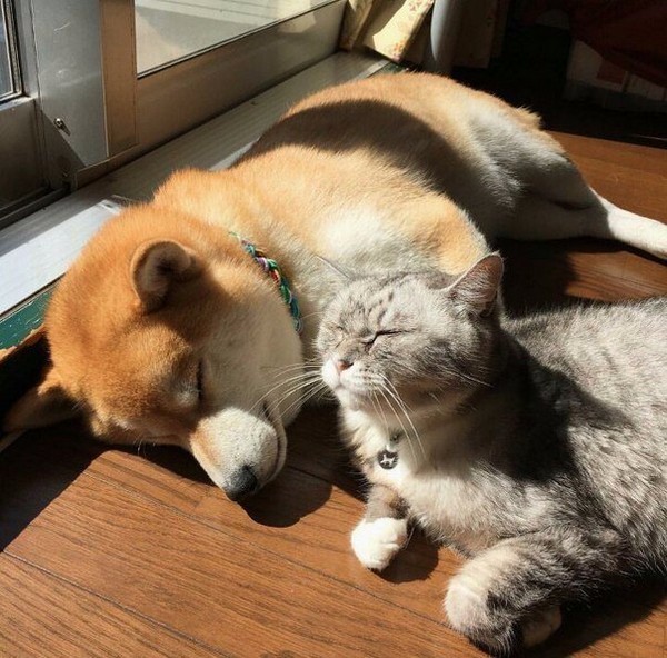 �������� ��������