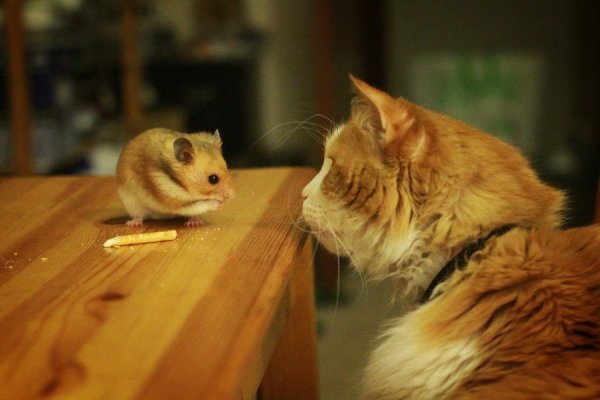 ������� ����