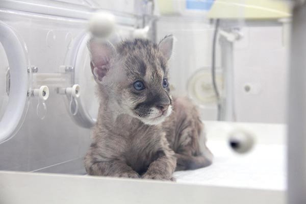 ������� ����