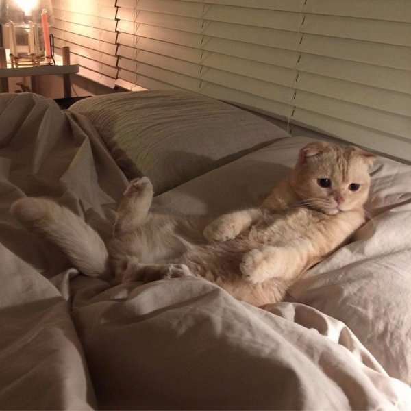 ������� ����